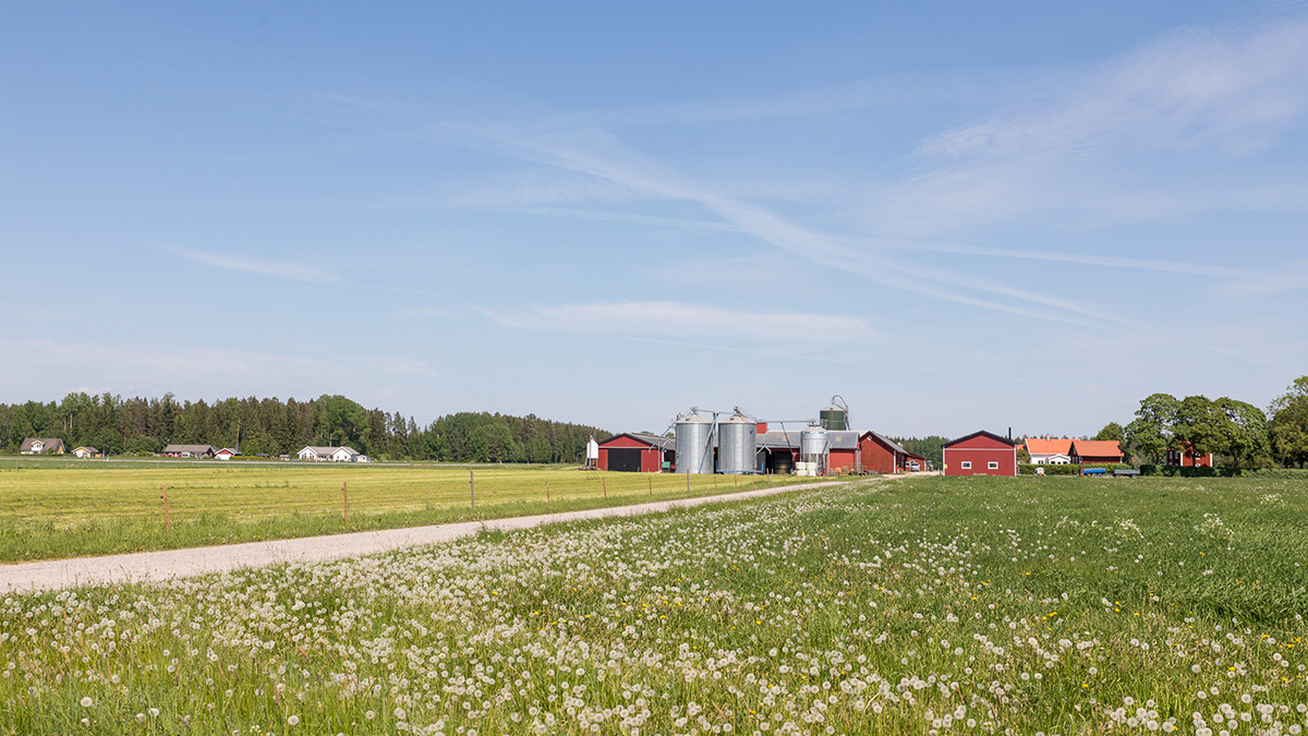 Landskapsvy med gröna åkrar och en grusväg i förgrunden, kantad av maskrosor. I mitten syns en gård med röda ladugårdsbyggnader och silos, omgiven av öppna fält och skog i bakgrunden under klar blå himmel.