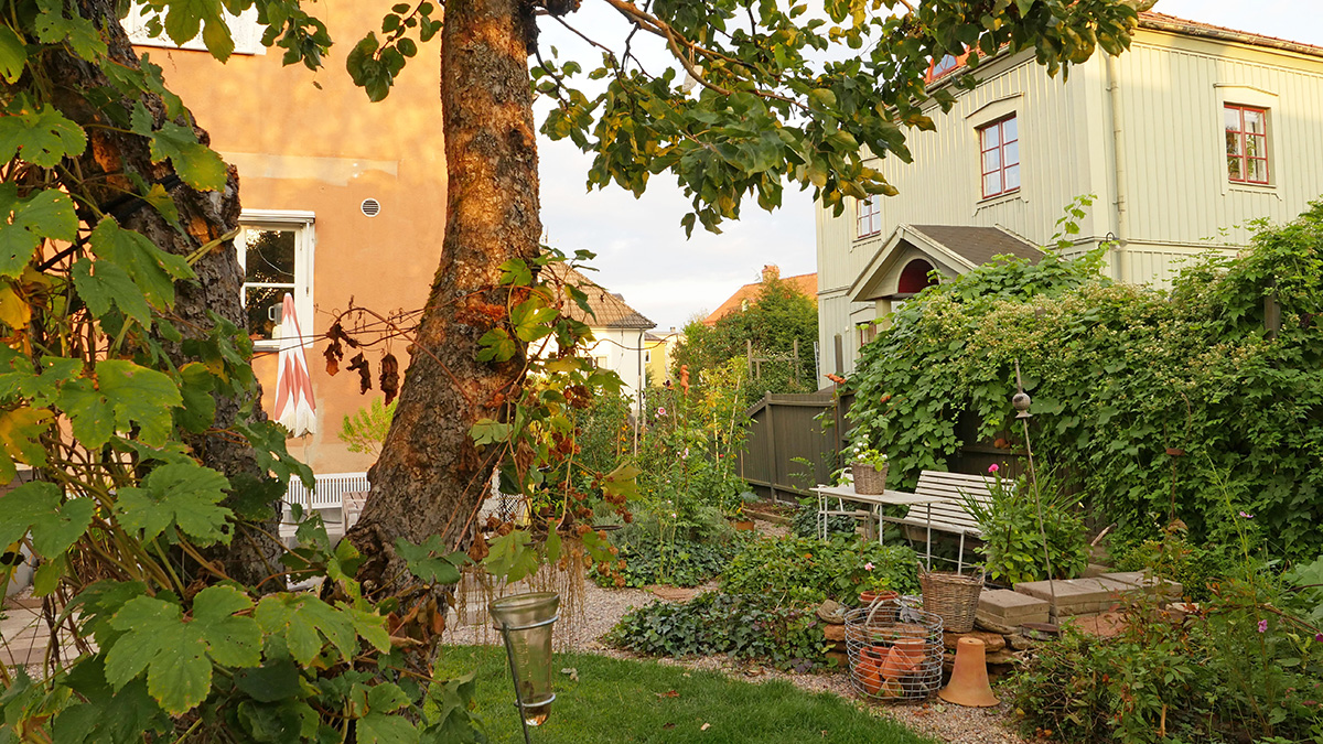 Grönskande trädgård mellan äldre hus med putsade fasader. Bilden visar träd, klätterväxter, grusgångar och en vit trädgårdsbänk omgiven av växter.