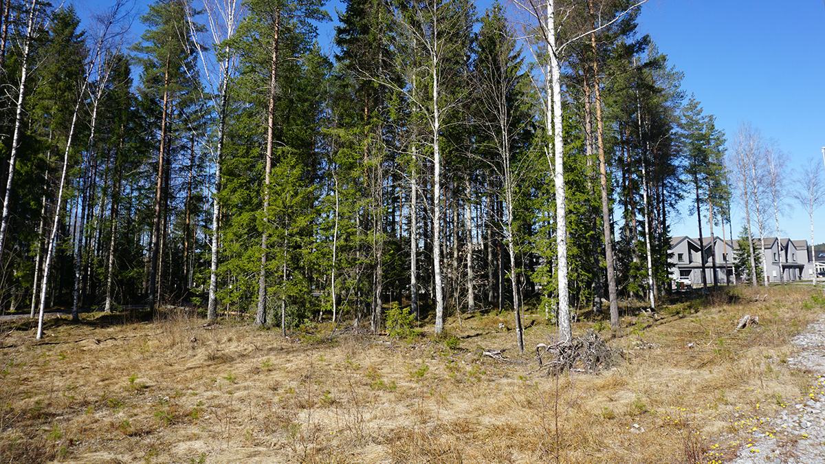 Bilden visar ett skogsområde med en blandning av höga barr- och lövträd. Marken är täckt av torrt gräs och små fläckar av grön vegetation. I bakgrunden syns flera moderna hus genom träden. Himlen är klar och blå, vilket tyder på en solig dag.