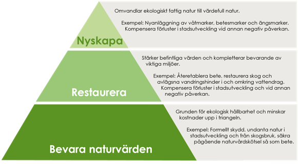 En pyramid med tre gröna nivåer som illustrerar strategier för naturvård. Nedersta nivån, mörkgrön, har texten "Bevara naturvärden" och beskriver grunden för ekologisk hållbarhet, med exempel som formellt skydd och undantag från stadsutveckling. Mellannivån, mellangrön, har texten "Restaurera" och handlar om att stärka befintliga värden, med exempel som återetablering av bete och restaurering av skog. Översta nivån, ljusgrön, har texten "Nyskapa" och beskriver omvandling av ekologiskt fattig natur till värdefull natur, med exempel som nyanläggning av våtmarker och kompensation för förluster vid stadsutveckling.