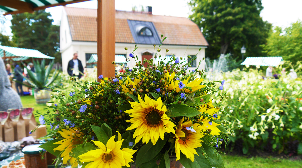 Gula blommor på ett marknadsbord framför vitt hus