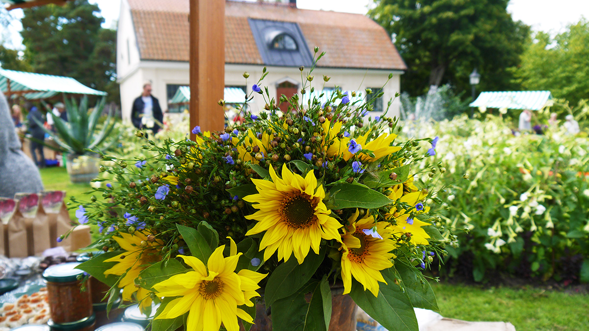 Gula solrosor och blåa linblommor i en kruka