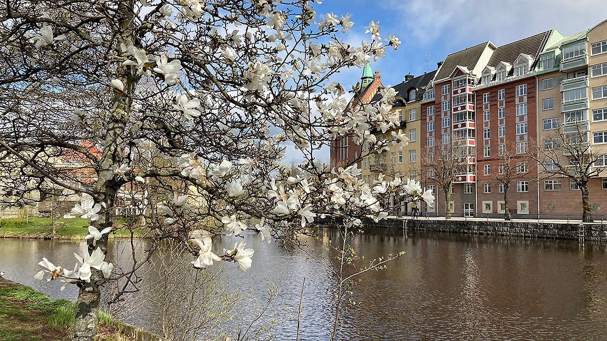 Vit magnolia i full blom vid en Svartån, med flerfärgade bostadshus i bakgrunden under en blå himmel med moln.